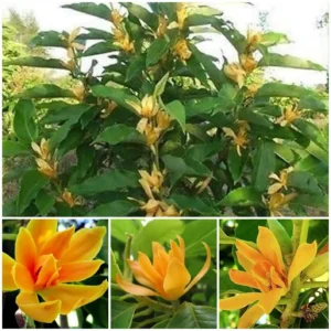 401f47de-10ad-48d0-a4d0-9c29eee08f15 Champa Plant (Magnolia champaca)