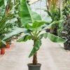 61Gi5Jf2YBL._AC_UF350,350_QL80_ Banana Plant (Musa paradisiaca)