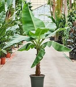 61Gi5Jf2YBL._AC_UF350,350_QL80_ Banana Plant (Musa paradisiaca)