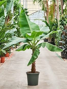 61Gi5Jf2YBL._AC_UF350,350_QL80_ Banana Plant (Musa paradisiaca)