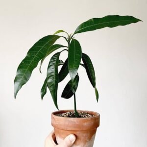 61SkdnY572L._AC_UF1000,1000_QL80_ Mango Plant (Mangifera indica)