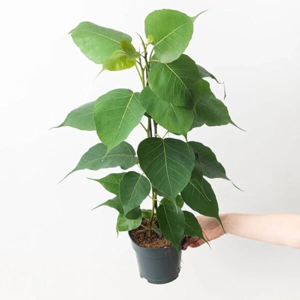 61SlVRju6OL._AC_UF1000,1000_QL80_ Peepal Plant (Ficus religiosa)