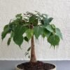 61oOJSNuE9L Peepal Plant (Ficus religiosa)