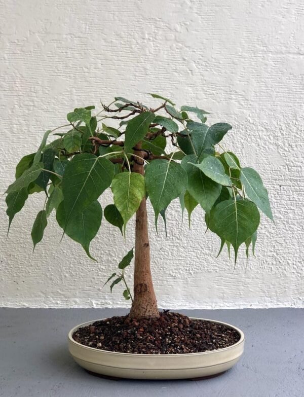 61oOJSNuE9L Peepal Plant (Ficus religiosa)