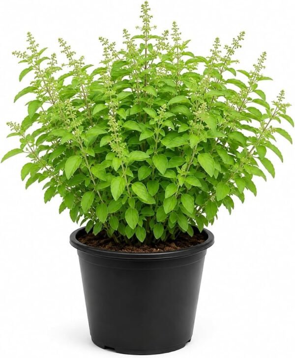 Tulsi(Ocimum spp.)