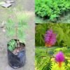 71ChCpHzSQL._AC_UF1000,1000_QL80_ Shami Plant (Prosopis cineraria)