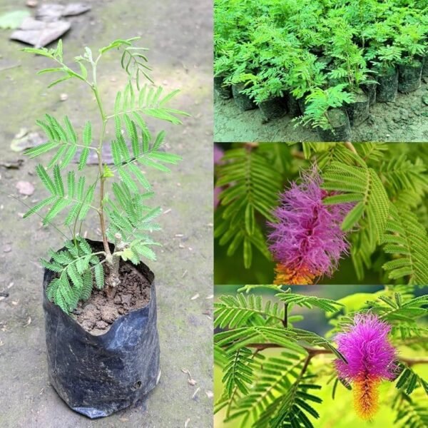 71ChCpHzSQL._AC_UF1000,1000_QL80_ Shami Plant (Prosopis cineraria)