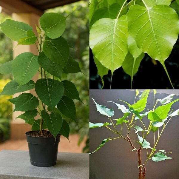 71RJsOpZ41L._AC_UF1000,1000_QL80_ Peepal Plant (Ficus religiosa)