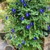 Aparajita Plant (Clitoria ternatea)