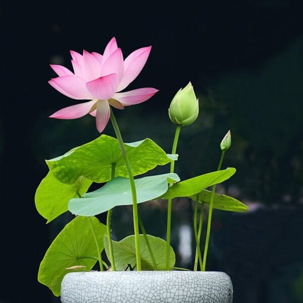 Lotus Plant (Nelumbo nucifera)