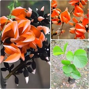 81+Ly5VarPL._AC_UF350,350_QL80_ Palash / Flame of the Forest (Butea monosperma)