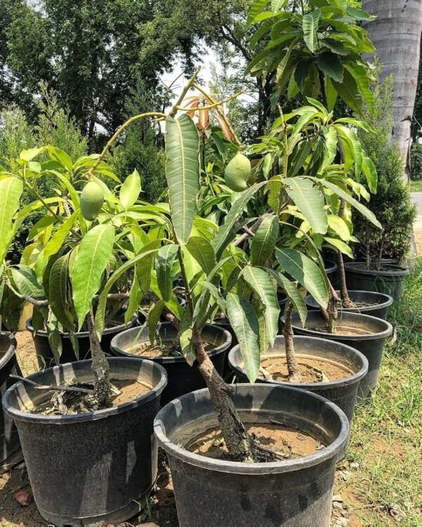 81UKyuhoW2L._AC_UF1000,1000_QL80_ Mango Plant (Mangifera indica)