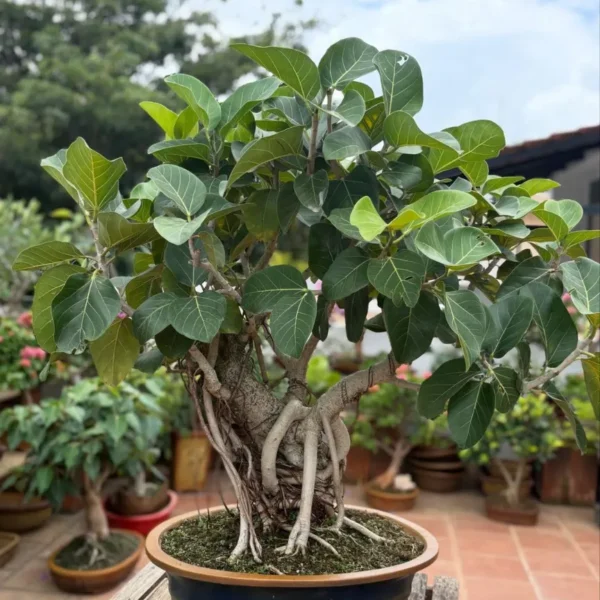 Banyan / Vat Vriksha (Ficus benghalensis)