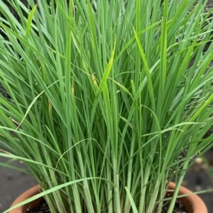 Lemongrass Plant (Cymbopogon Citratus / Live Aromatic Herbal Tea Plant)