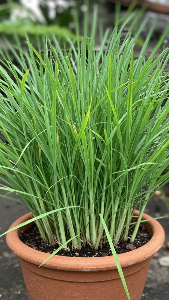 Lemongrass Plant (Cymbopogon Citratus / Live Aromatic Herbal Tea Plant)