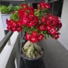 From Klickpin.com- 1002895410784413628-pin-id-1002895410784413628 Adenium Plant (Adenium Obesum / Live Desert Rose Flowering Succulent Plant)