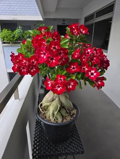 From Klickpin.com- 1002895410784413628-pin-id-1002895410784413628 Adenium Plant (Adenium Obesum / Live Desert Rose Flowering Succulent Plant)