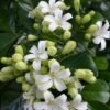 From Klickpin.com- 1011761872523821954-pin-id-1011761872523821954 Kamini Plant (Murraya Paniculata / Live Orange Jasmine Fragrant Outdoor Shrub)