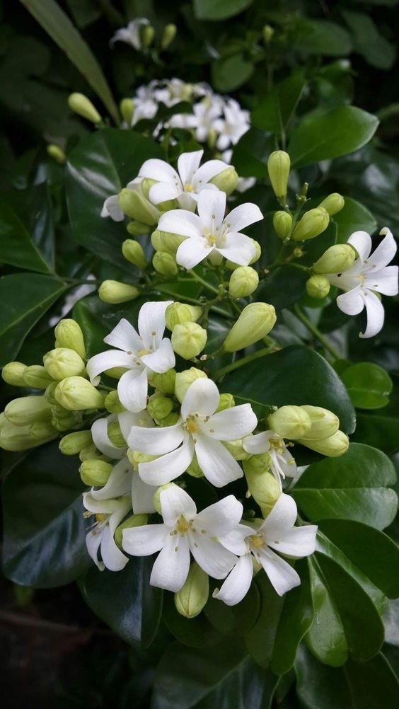 From Klickpin.com- 1011761872523821954-pin-id-1011761872523821954 Kamini Plant (Murraya Paniculata / Live Orange Jasmine Fragrant Outdoor Shrub)