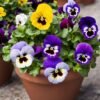 Pansy Pansy Plant (Viola × Wittrockiana / Live Outdoor Flowering Garden Plant)