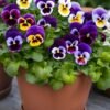 Pansy Pansy Plant (Viola × Wittrockiana / Live Outdoor Flowering Garden Plant)