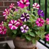 petunia Petunia Plant (Petunia Hybrida / Live Flowering Outdoor Garden Plant)