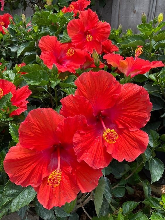 From Klickpin.com- 102245854035736720-pin-id-102245854035736720 Red Hibiscus Plant (Hibiscus Rosa-Sinensis / Live Outdoor Red Gudhal Flowering Plant)