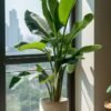 Bird of Paradise Bird of Paradise (Strelitzia Nicolai Live Indoor Plant)