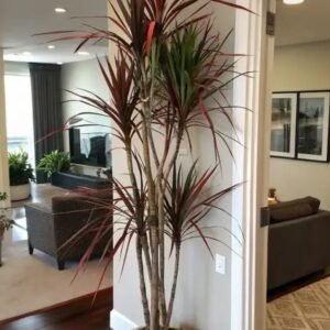 dracaena Dracaena Plant (Dracaena Marginata / Dracaena Fragrans Live Indoor & Outdoor Plant)