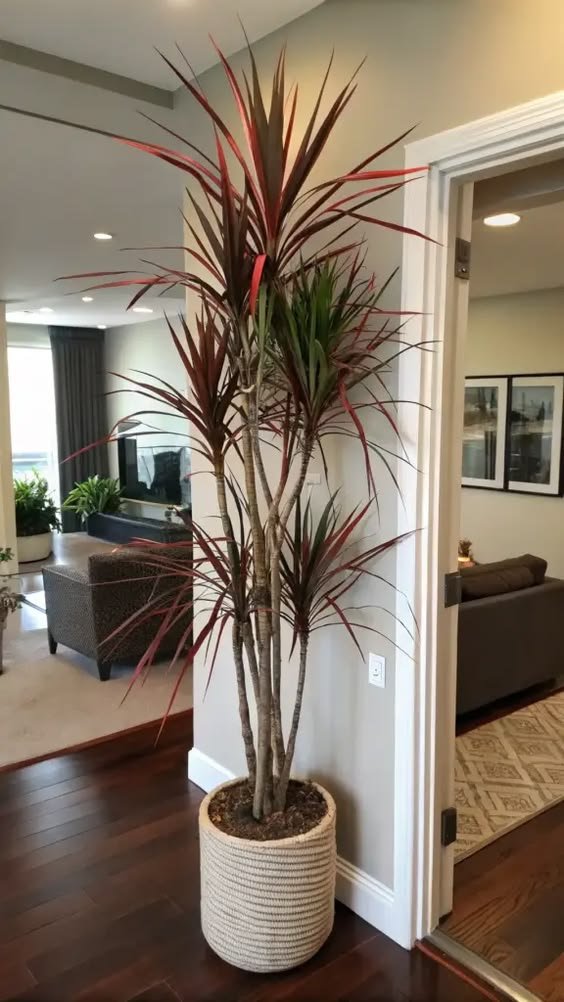 Dracaena Plant (Dracaena Marginata / Dracaena Fragrans Live Indoor & Outdoor Plant)