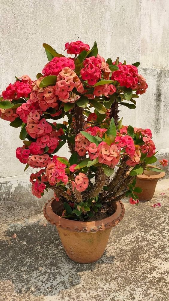 Crown of Thorns Plant (Euphorbia Milii / Live Flowering Succulent Shrub)