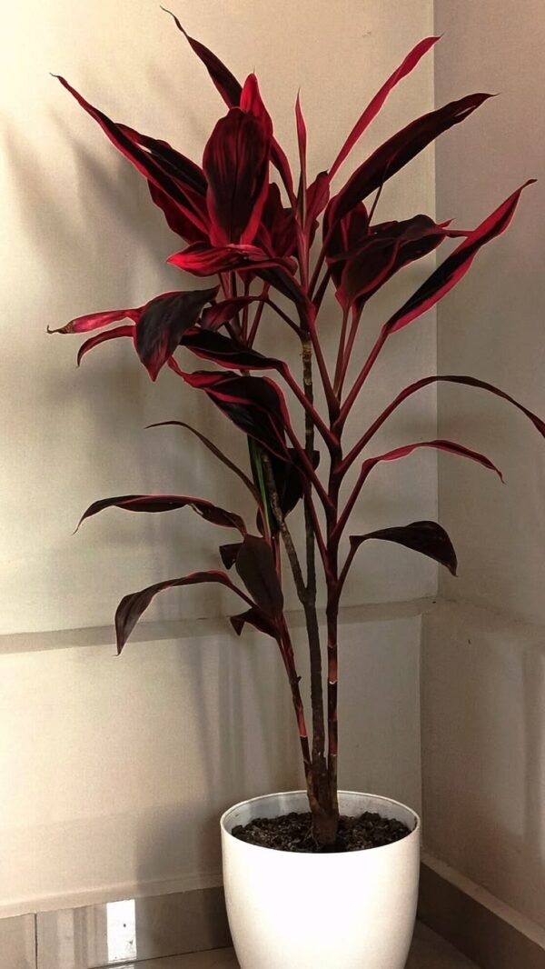 Dracaena Plant (Dracaena Marginata / Dracaena Fragrans Live Indoor & Outdoor Plant)