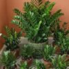 low-light-plant ZZ Plant (Zamioculcas Zamiifolia / Live Air-Purifying Indoor Plant)