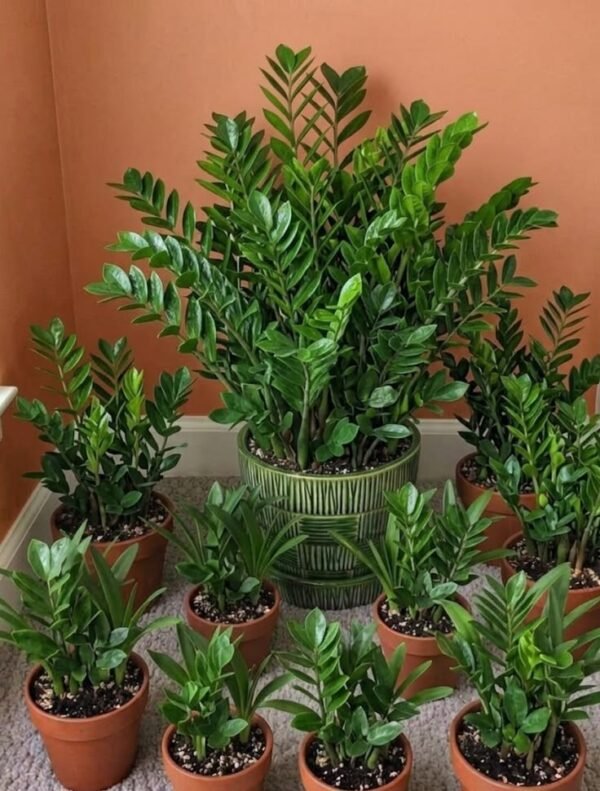 low-light-plant ZZ Plant (Zamioculcas Zamiifolia / Live Air-Purifying Indoor Plant)