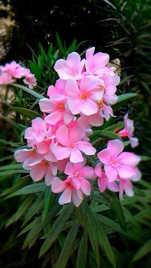 Pink Oleander Plant (Nerium Oleander / Live Outdoor Pink Kaner Flowering Shrub)