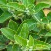 Ashwagandha Plant (Withania Somnifera / Indian Ginseng Live Medicinal Plant)