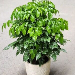 Radermachera Sinica (China Doll Plant / Radermachera Live Indoor Plant)