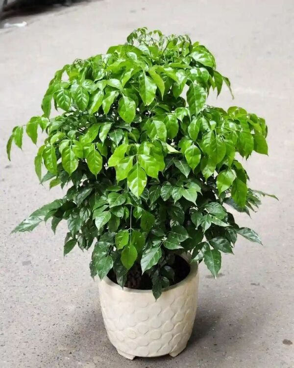 Radermachera Radermachera Sinica (China Doll Plant / Radermachera Live Indoor Plant)