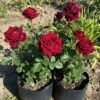 rose Rose Plant (Rosa spp. / Live Outdoor Blooming Shrub Plant)