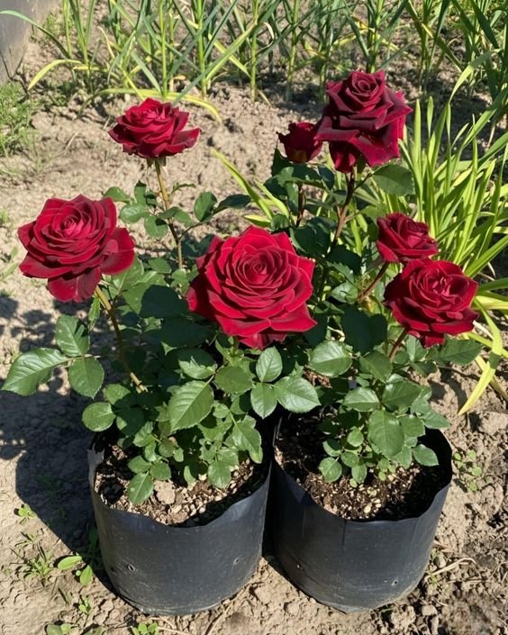 rose Rose Plant (Rosa spp. / Live Outdoor Blooming Shrub Plant)