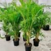 Areca Palm Areca Palm