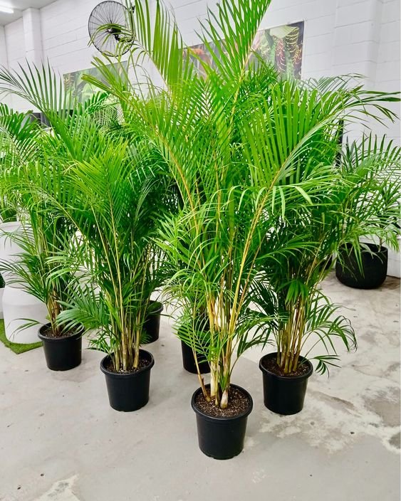 Areca Palm Areca Palm