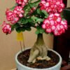 From Klickpin.com- 1083537991570378582-pin-id-1083537991570378582 Adenium Plant (Adenium Obesum / Live Desert Rose Flowering Succulent Plant)