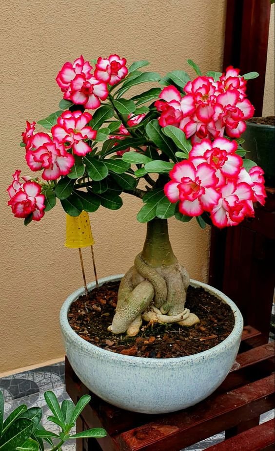 From Klickpin.com- 1083537991570378582-pin-id-1083537991570378582 Adenium Plant (Adenium Obesum / Live Desert Rose Flowering Succulent Plant)