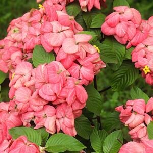 Mussaenda Plant (Mussaenda Philippica / Live Outdoor Pink & White Paper Flower Shrub)