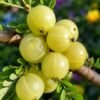 amla Amla Plant (Phyllanthus Emblica / Indian Gooseberry Live Medicinal Plant)