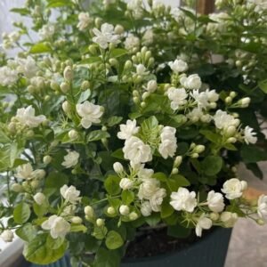 mogra Mogra Jasmine Plant (Jasminum Sambac Live Outdoor & Balcony Flowering Plant)