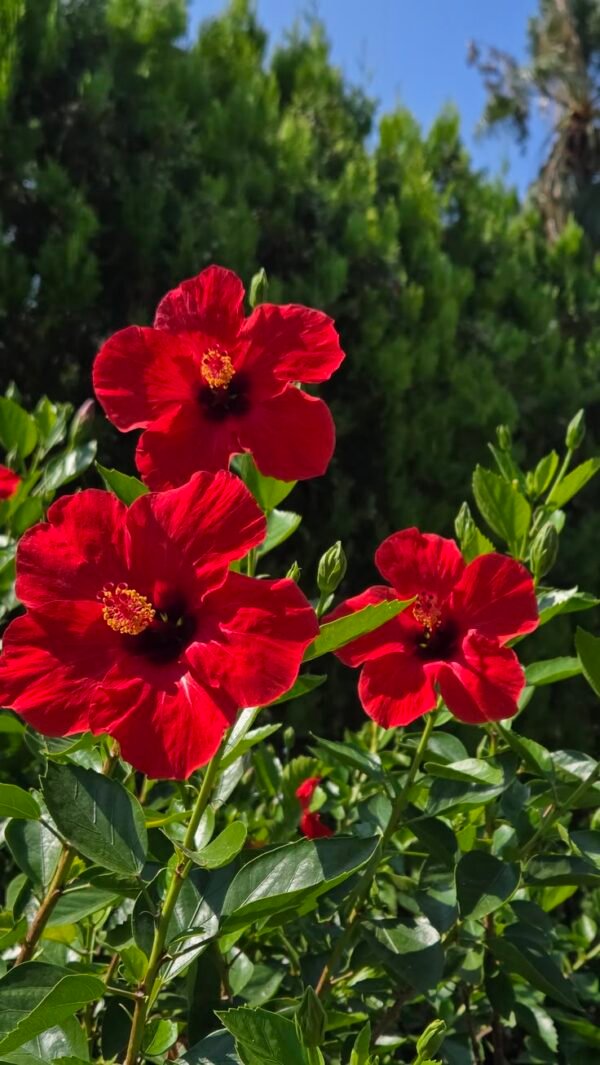 From Klickpin.com- 1091067447265929877-pin-id-1091067447265929877 Red Hibiscus Plant (Hibiscus Rosa-Sinensis / Live Outdoor Red Gudhal Flowering Plant)