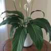 peace-lily Peace Lily Plant (Spathiphyllum / Live Air-Purifying Indoor Flowering Plant)