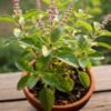 tulsi Tulsi Plant (Ocimum spp. / Sacred Holy Basil Live Medicinal Plant)